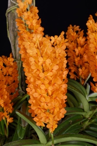 Vanda garayi Orange Pixie HCC/AOS 76 pts. Inflor